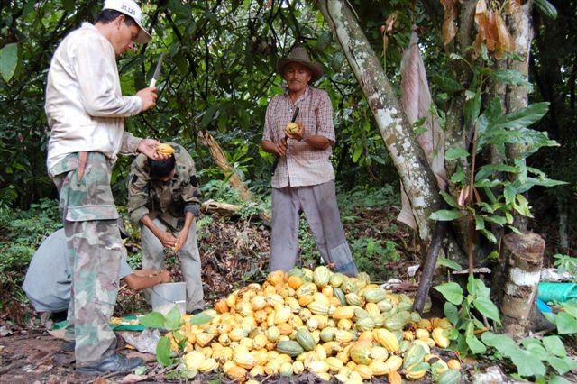 Wild Cacao from Bolivia and HCP