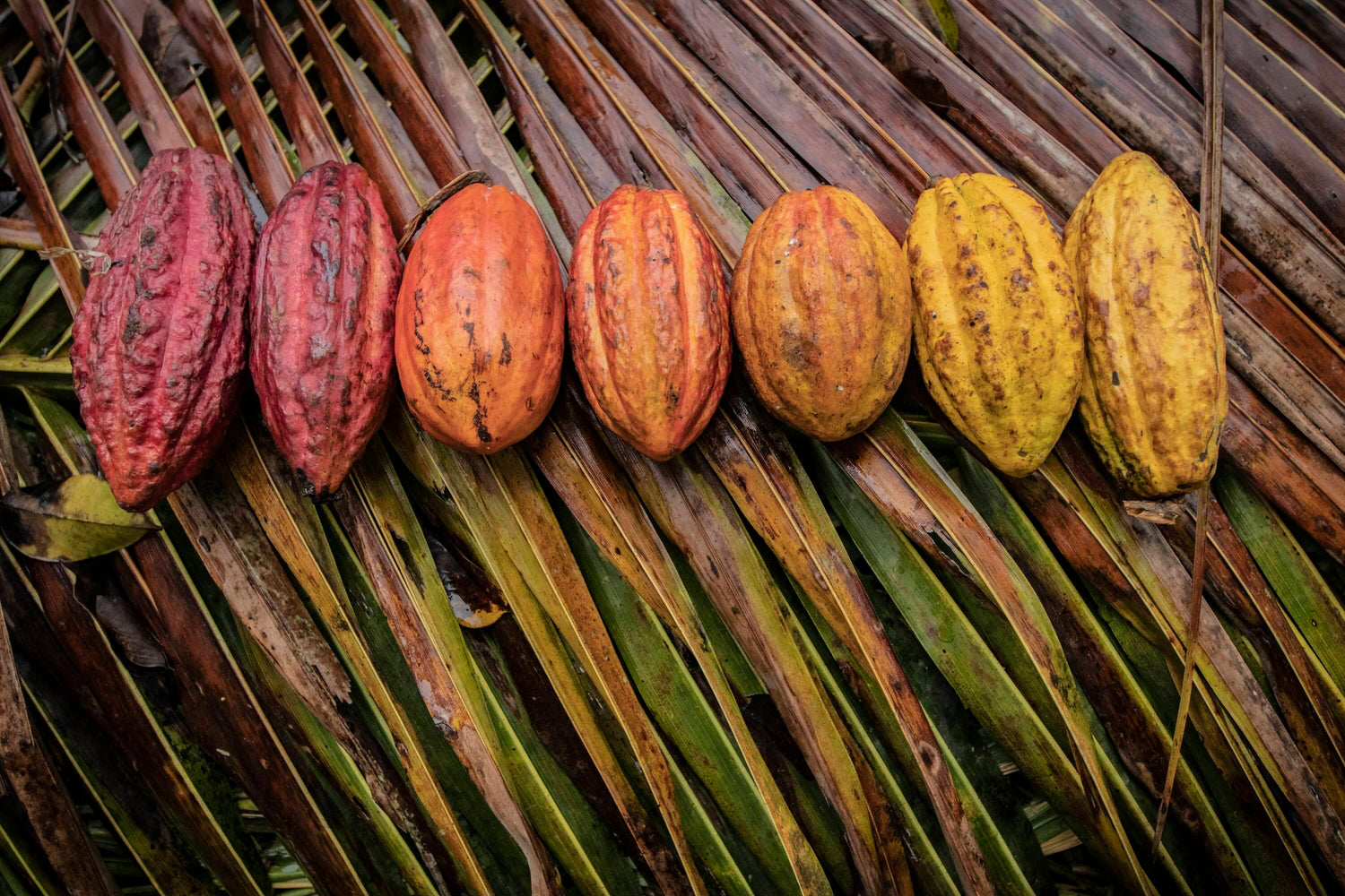 What is the best cacao in the world... and why is this a complex concept?