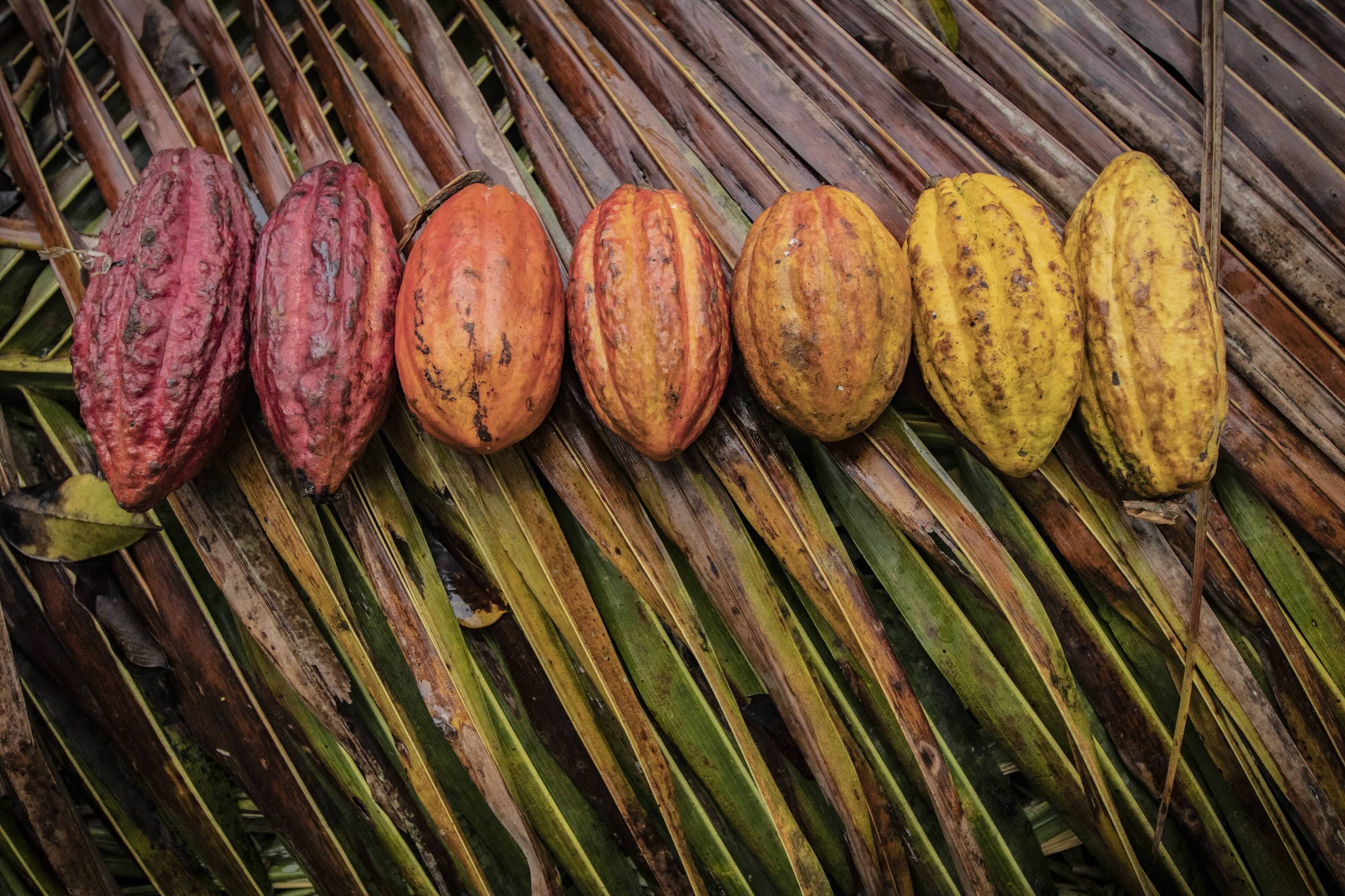What is the best cacao in the world... and why is this a complex concept?