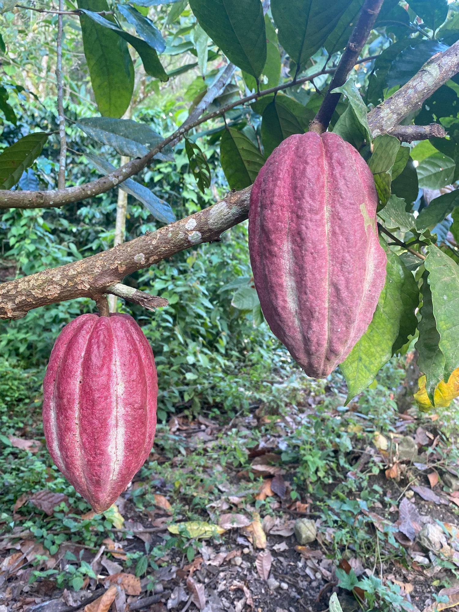 Guatemalan Cacao Growers Have Grit!