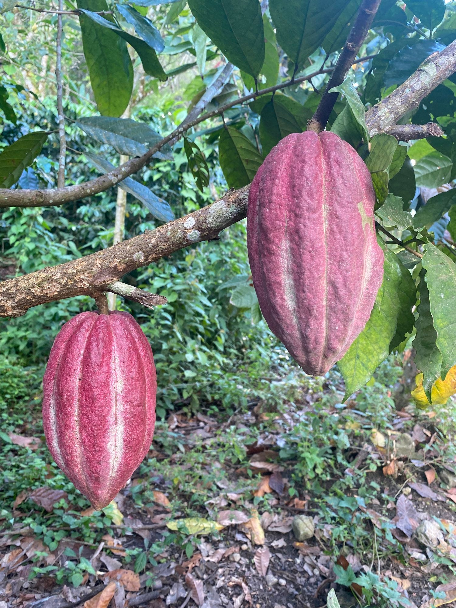 Guatemalan Cacao Growers Have Grit guatemalan-cacao-growers-have-grit