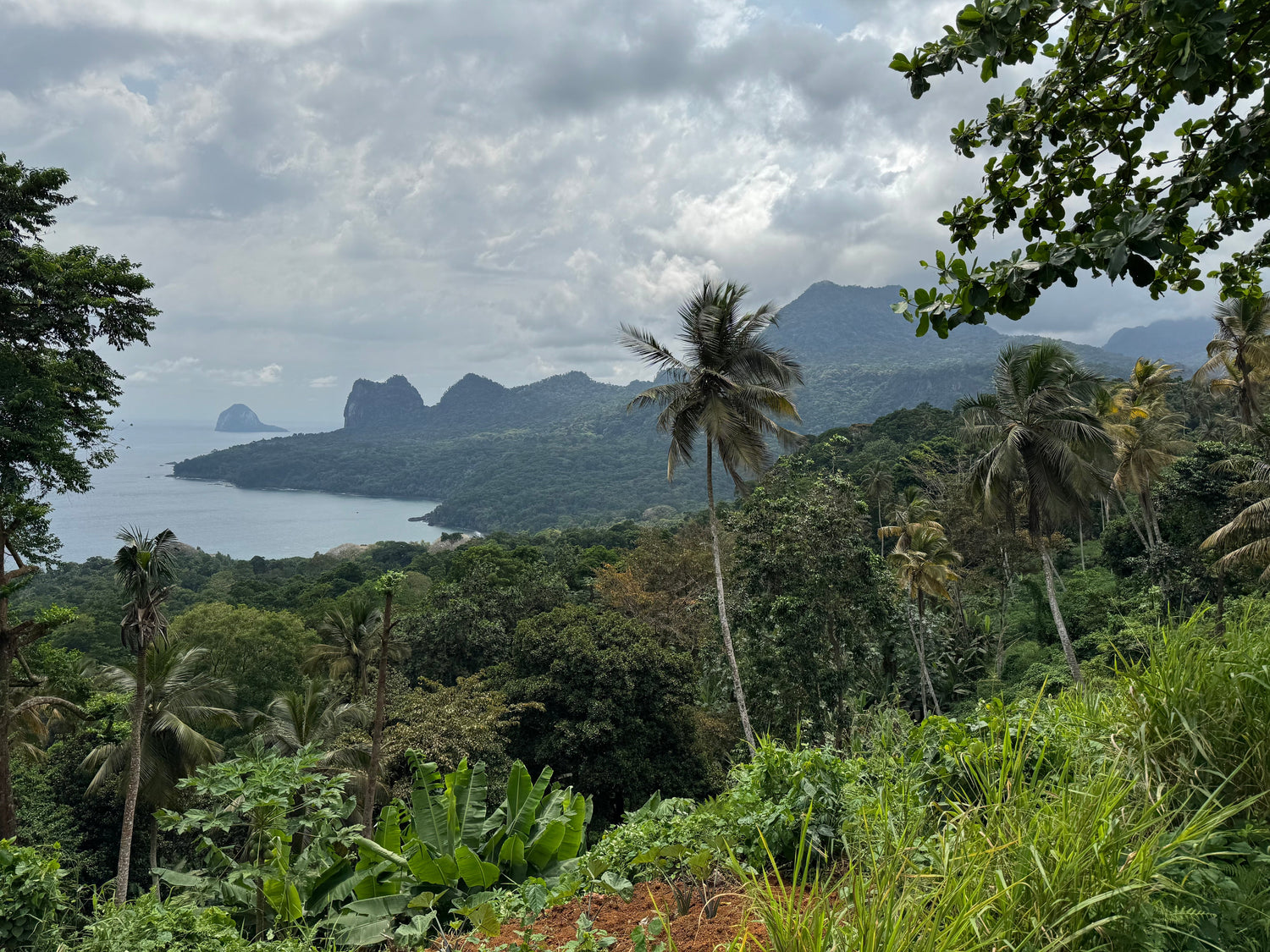 Príncipe Cacao: A pioneering conservation and cacao project