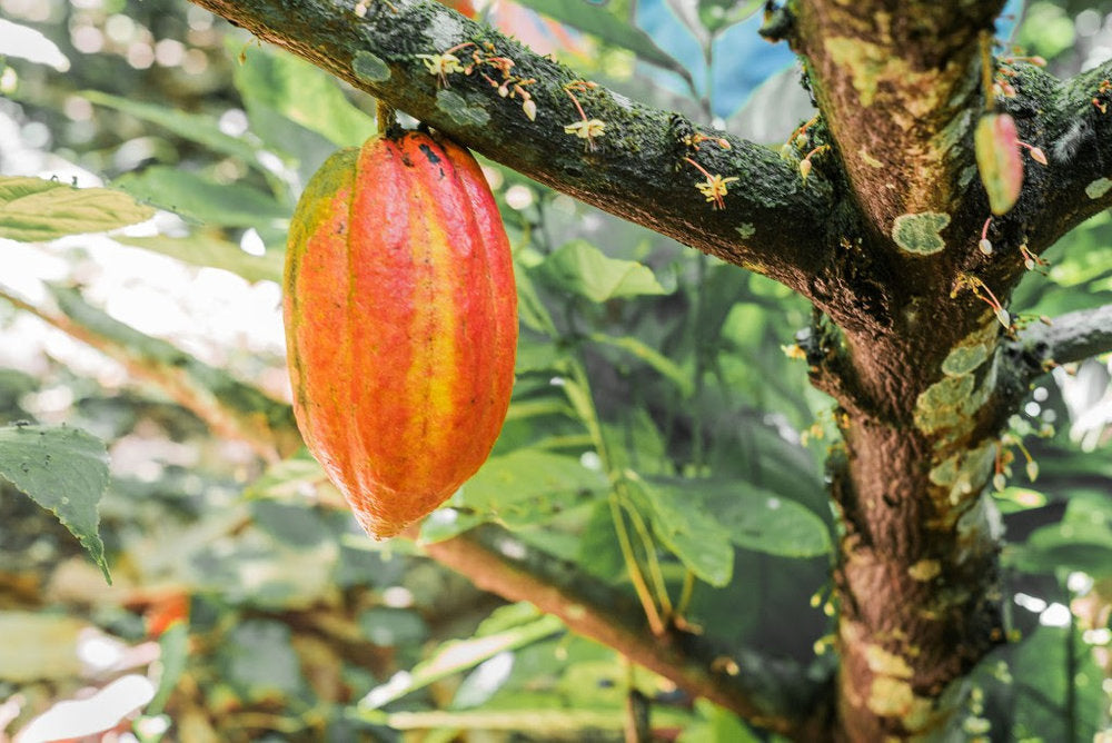 Quality Control from Farm to Factory