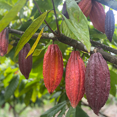 TUMACO, Colombia