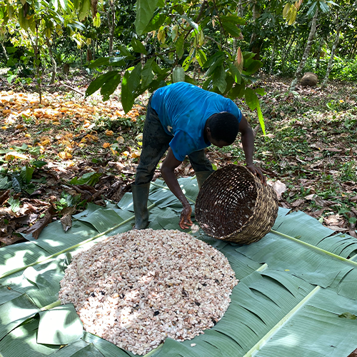 ABOCFA farmer spreads fresh cacao for heap fermentation 