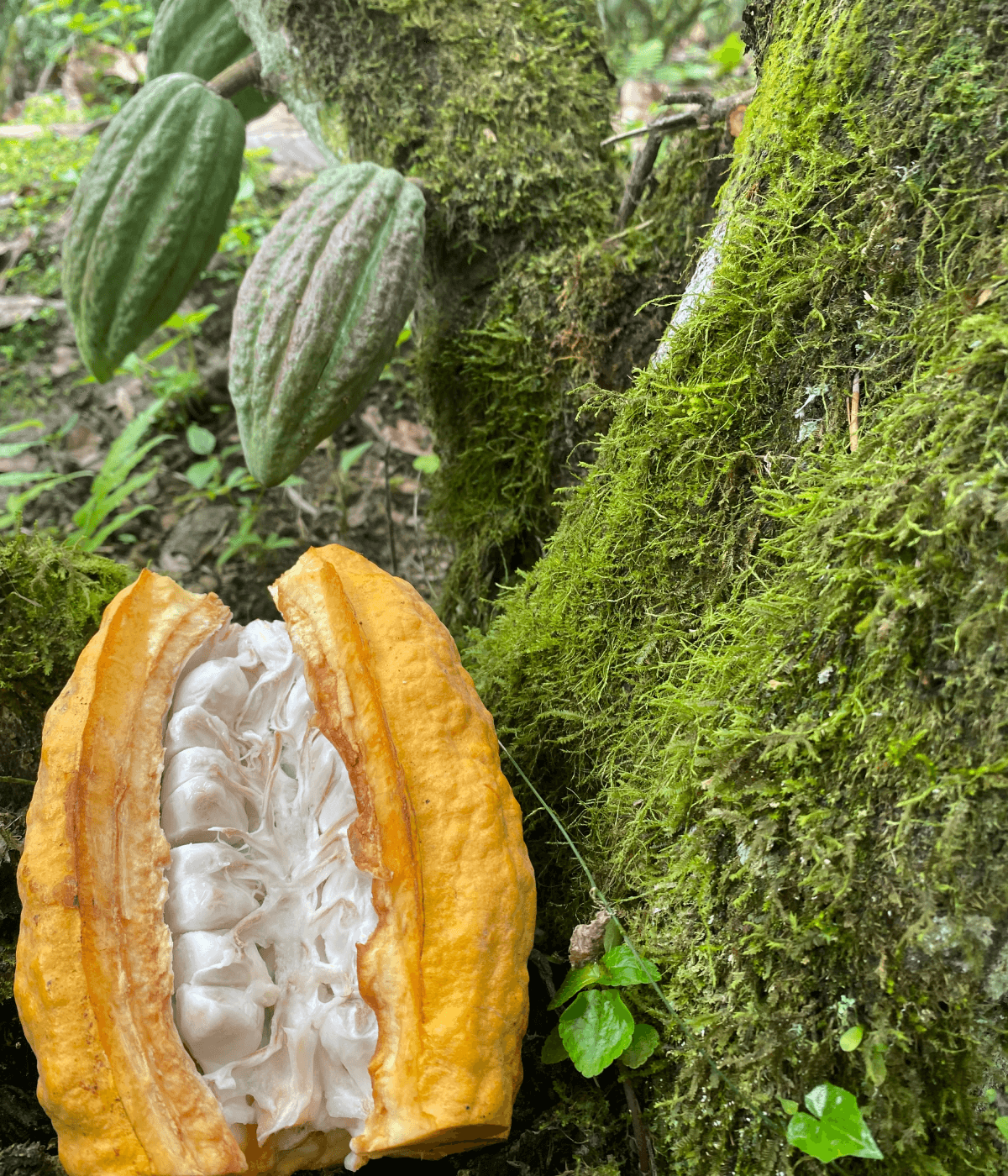 CECAO, Ecuador