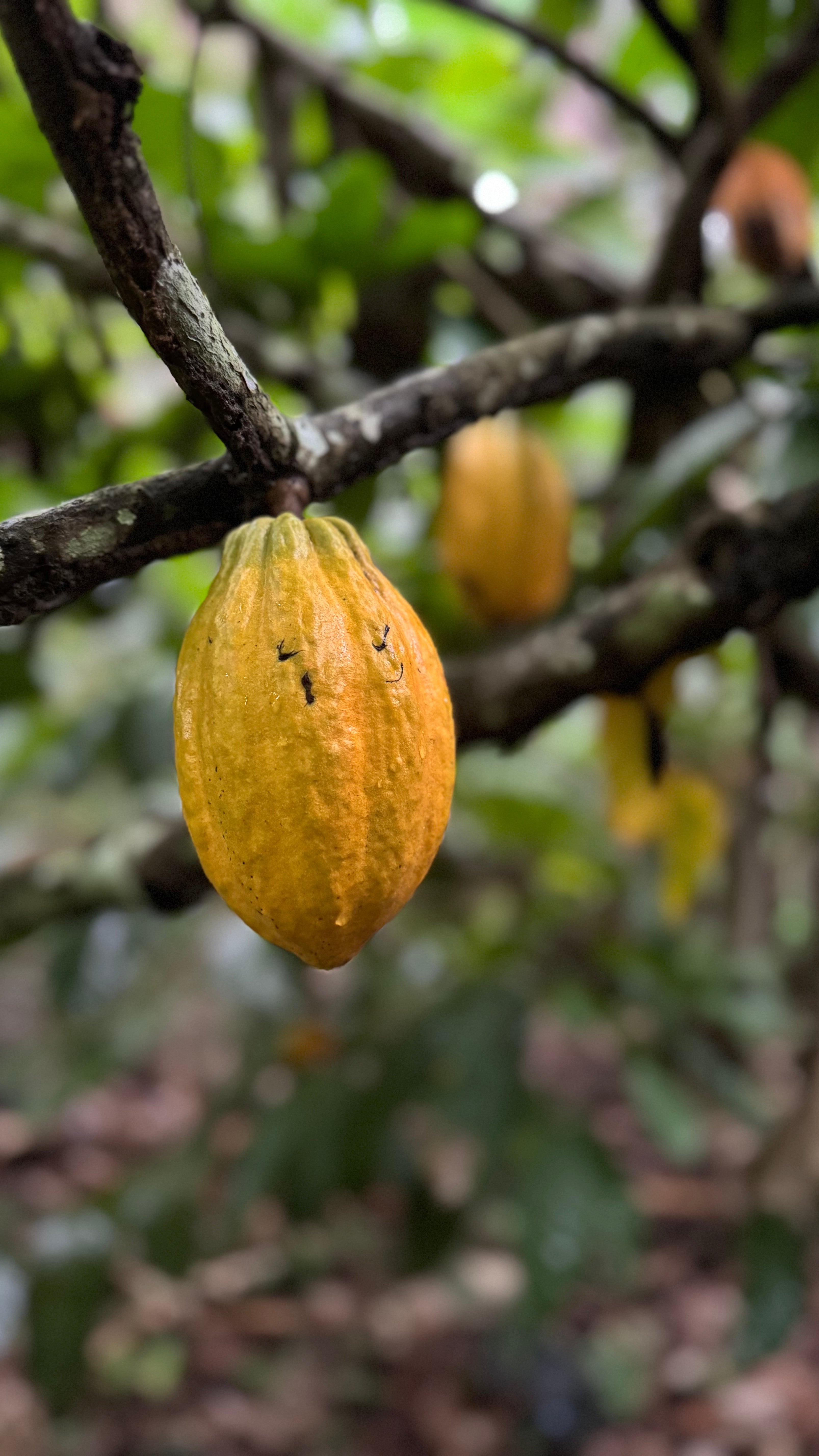 Roça Sundy, Principe