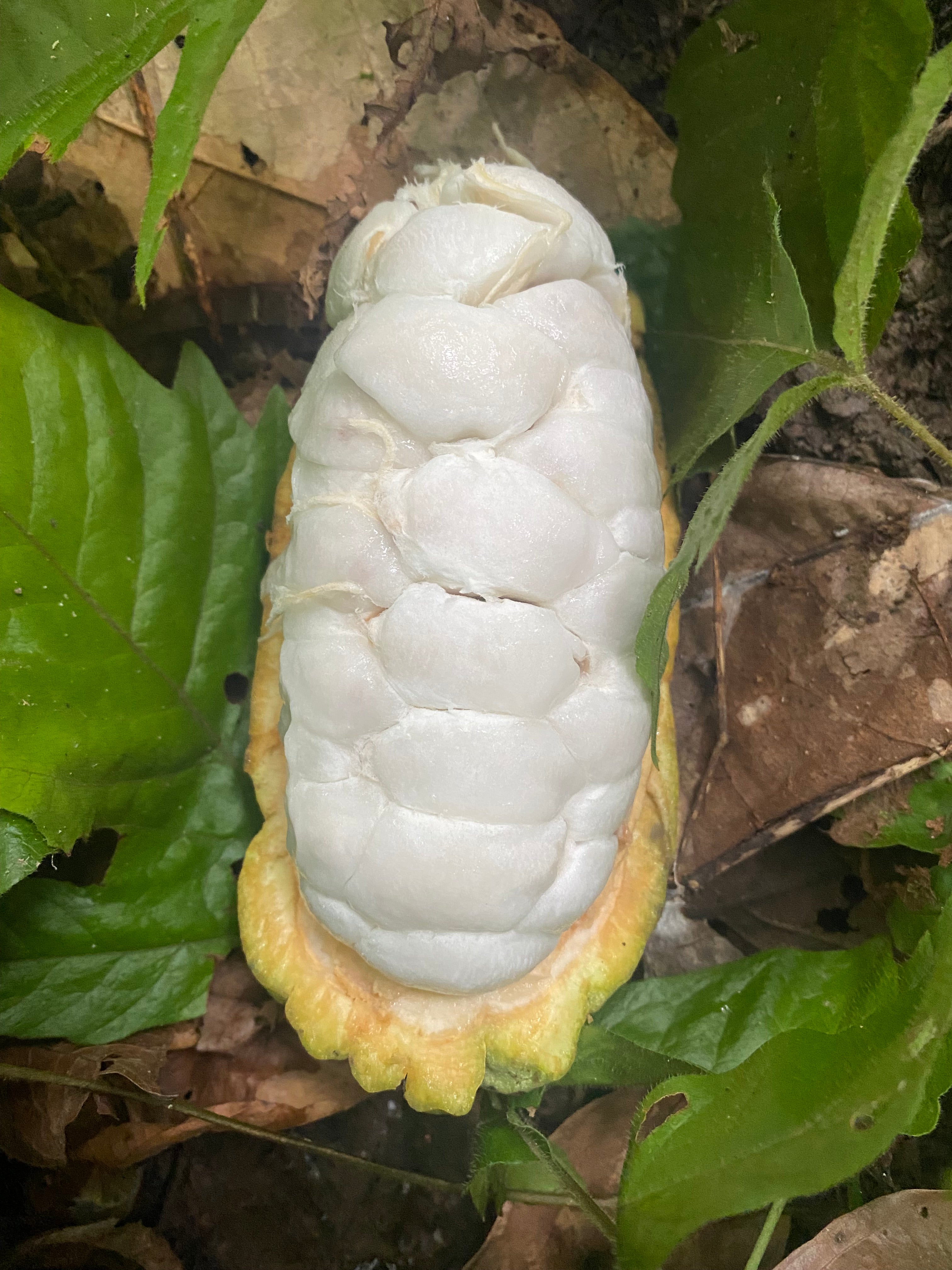 ECO CACAO, Ecuador