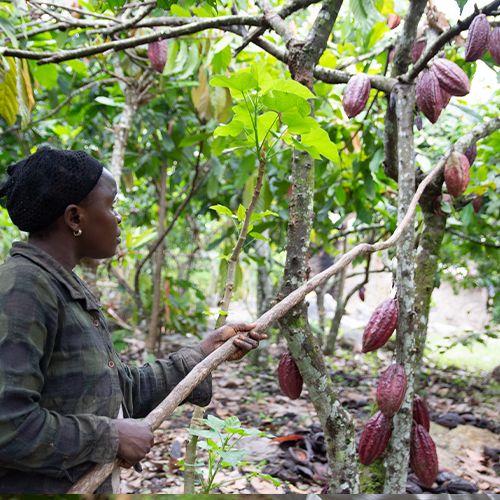 SEMULIKI FOREST, Uganda