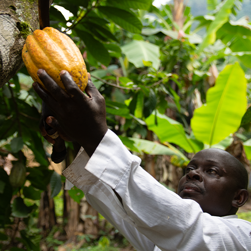 Steven harvesting a pod from his farm