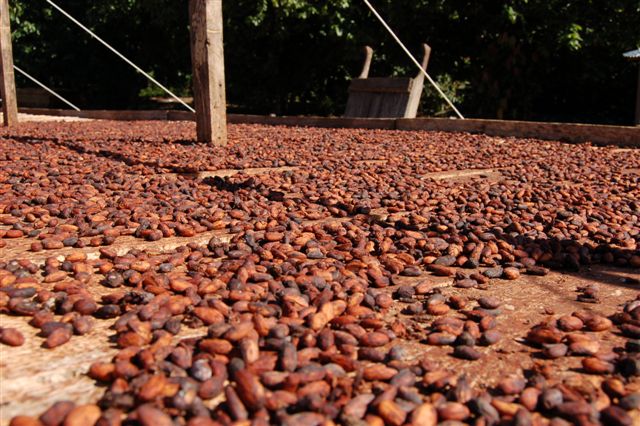 Unique cacao from Itenez, Bolivia - Wild Harvest