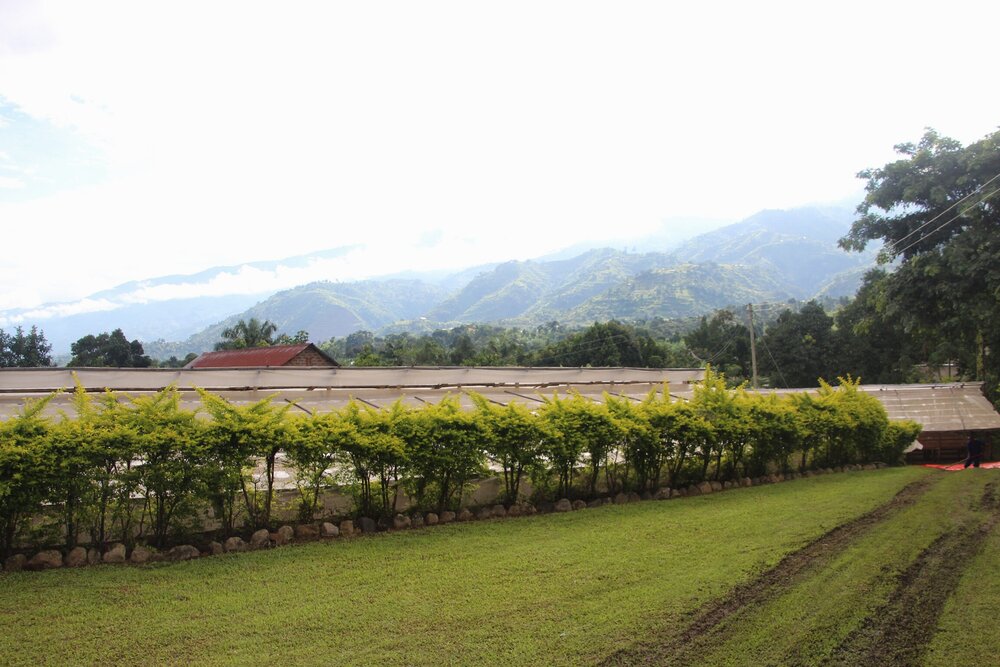 Back from Bundibugyo: An origin report of Semuliki Forest