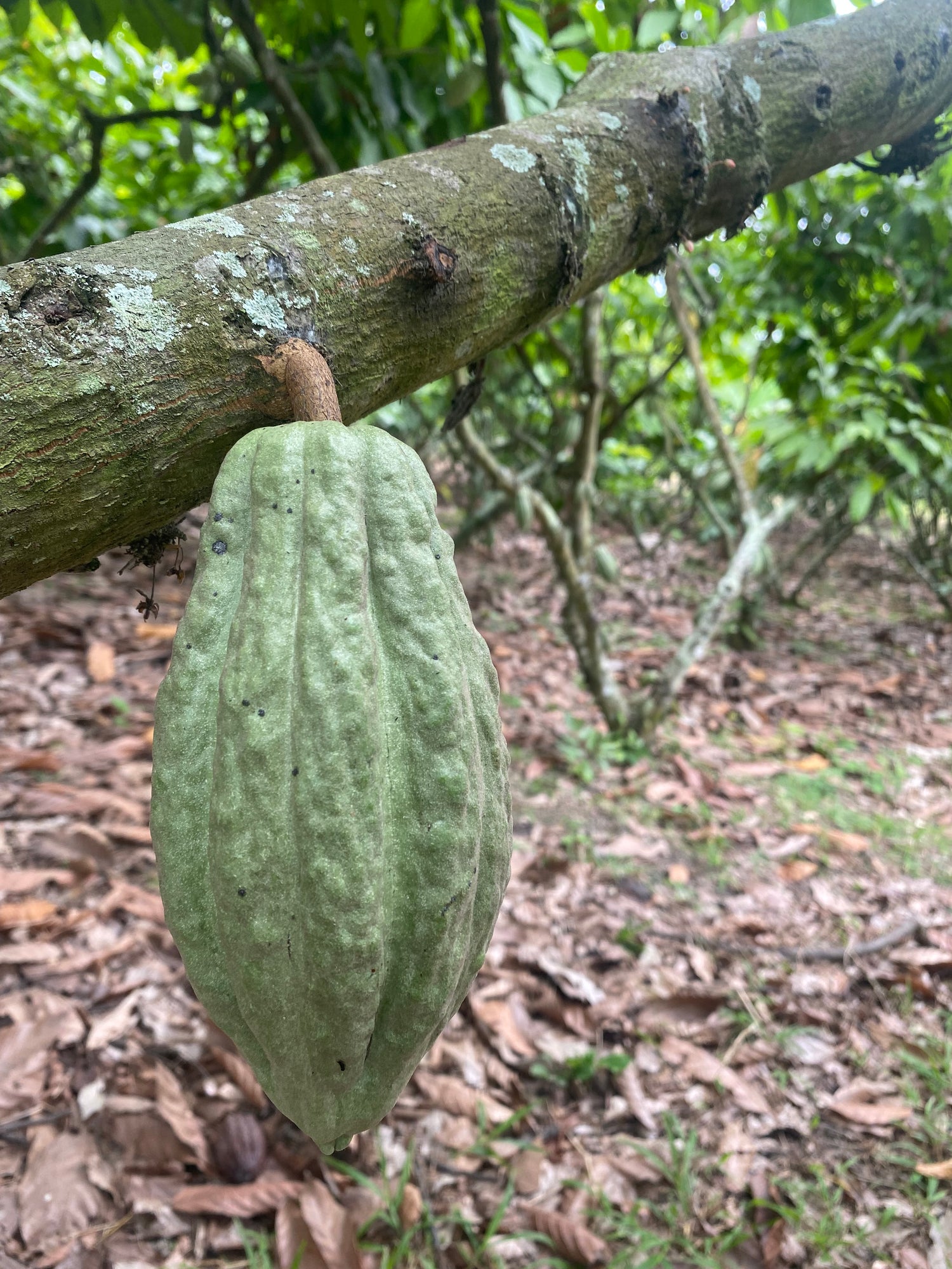 Learn more about Cacao Genetics!