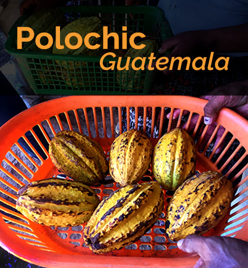 Origin Report: Polochic, Guatemala