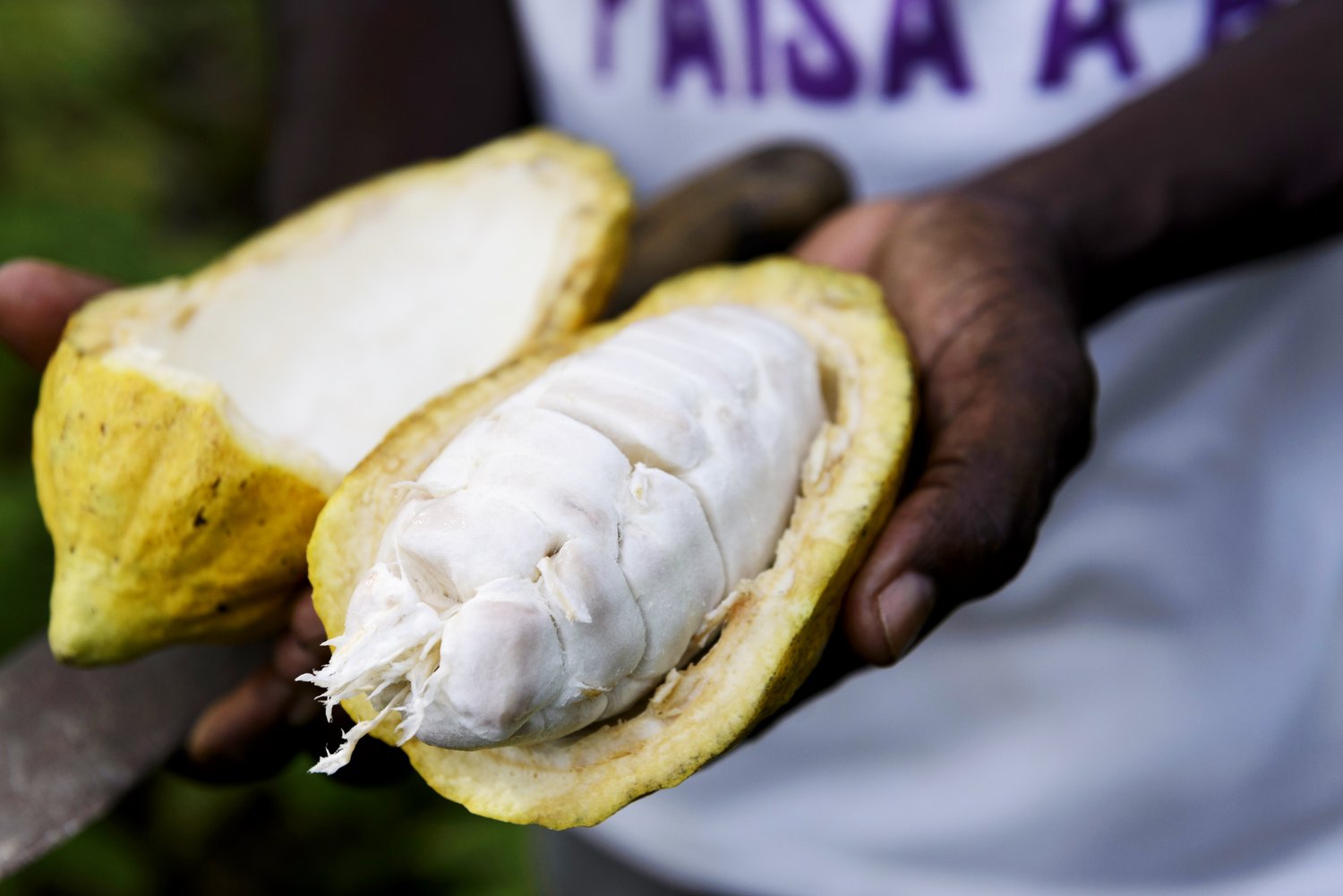 The Inspiring Fortitude of Tumaqueño Cacao