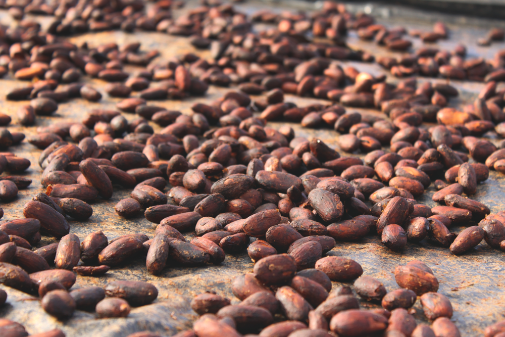 Quality Control & Evaluation in Cacao