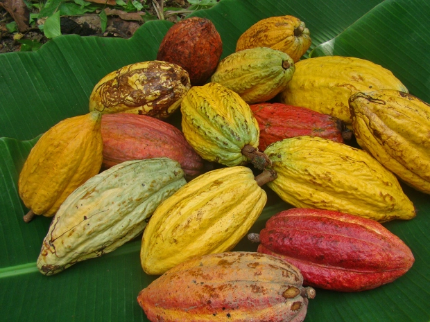 Öko Caribe is Passionate About Cacao