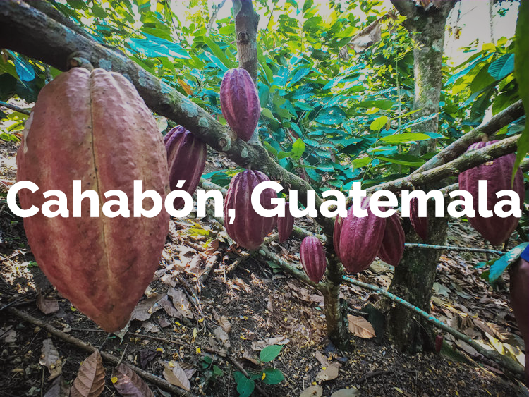 Origin Report: Cahabón, Guatemala