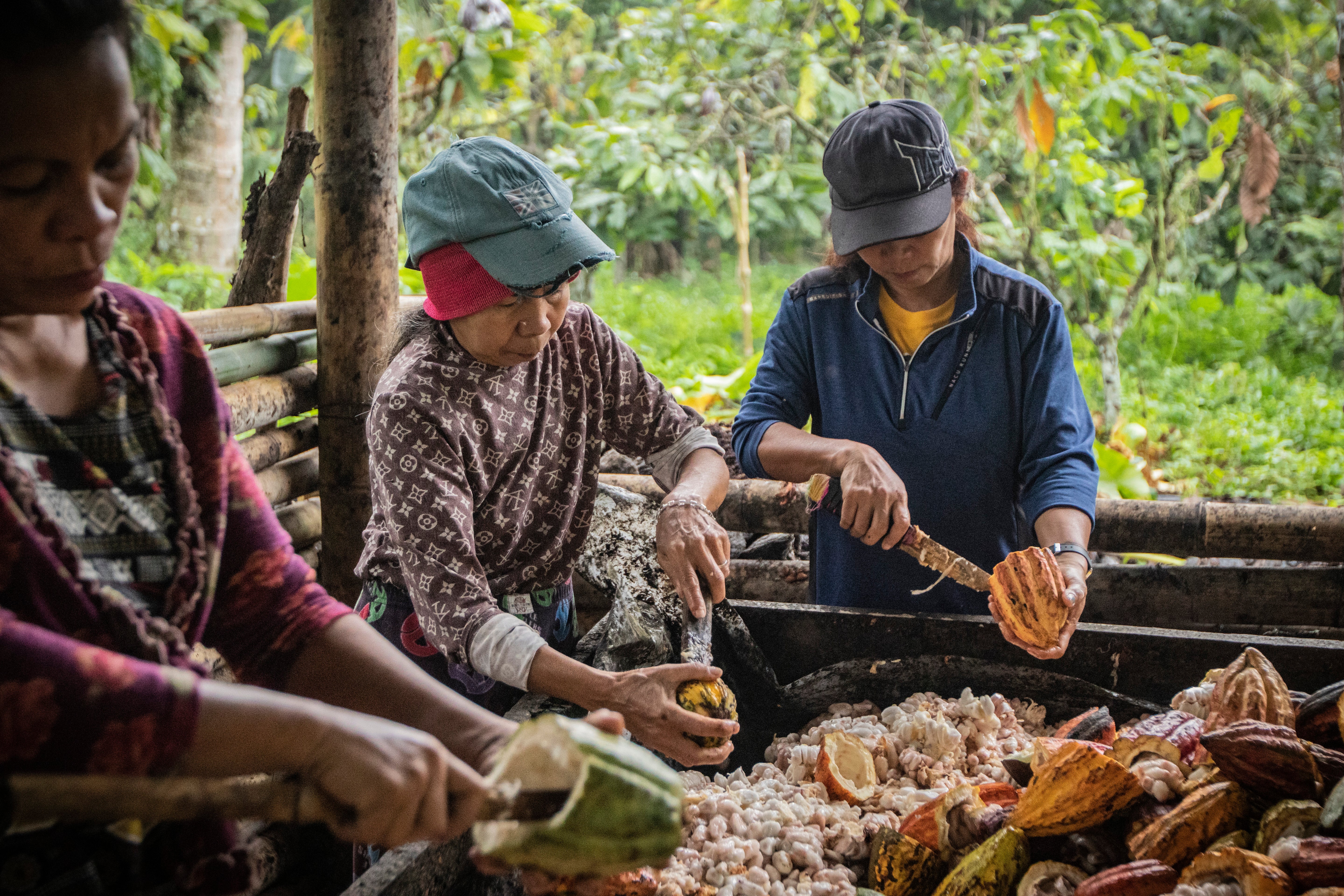 Women at Kablon Farms in the Philippines carefully open fresh cacao pods 