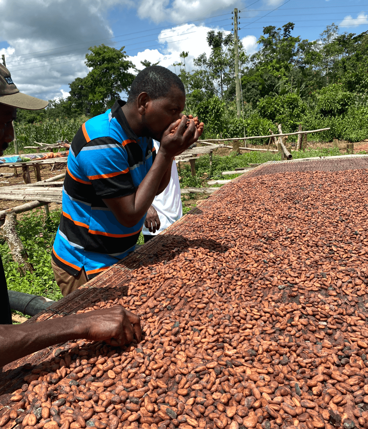 Yakubu Minezemah, farmer at ABOCFA in Ghana, smells drying cacao