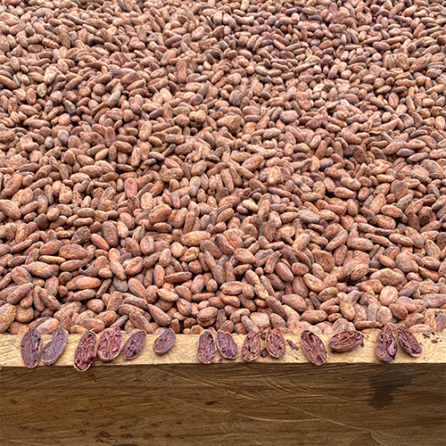 ADEMAYACH, Guatemala