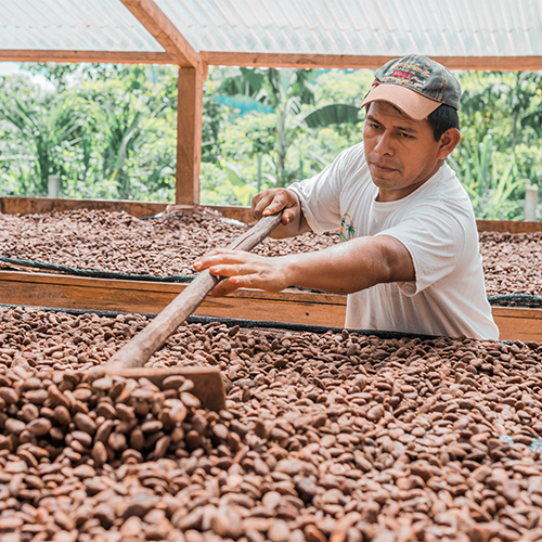 Pedro rakes dried cacao at ADIOESMAC's drying decks