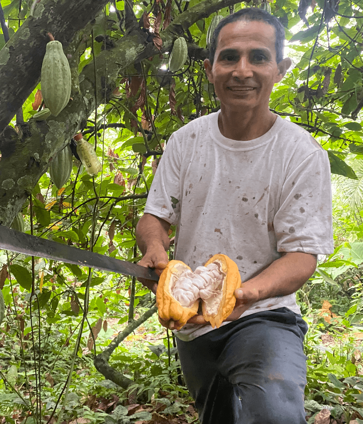 Isidro opens a cacao pod on his farm