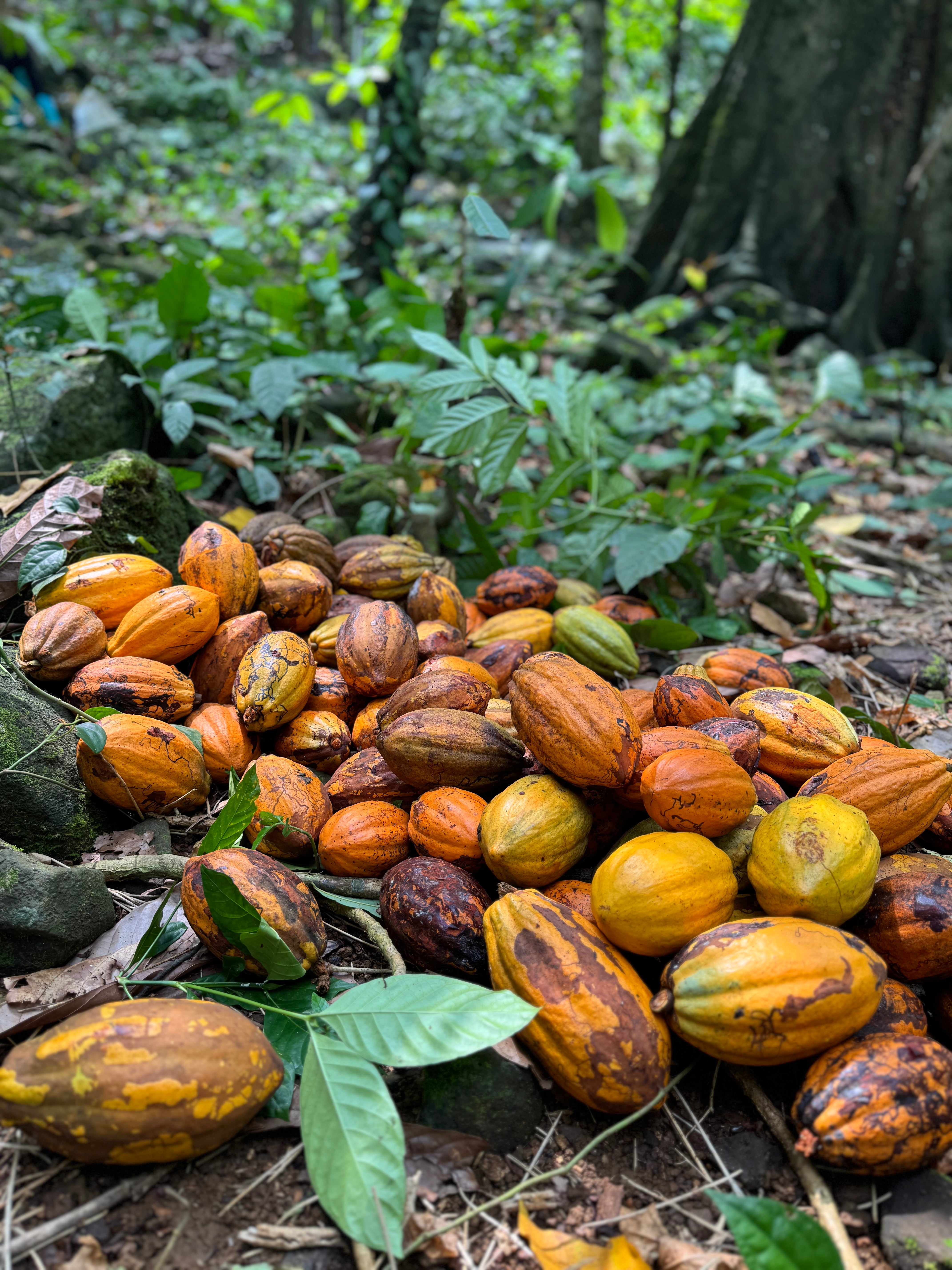 Roça Sundy, Principe