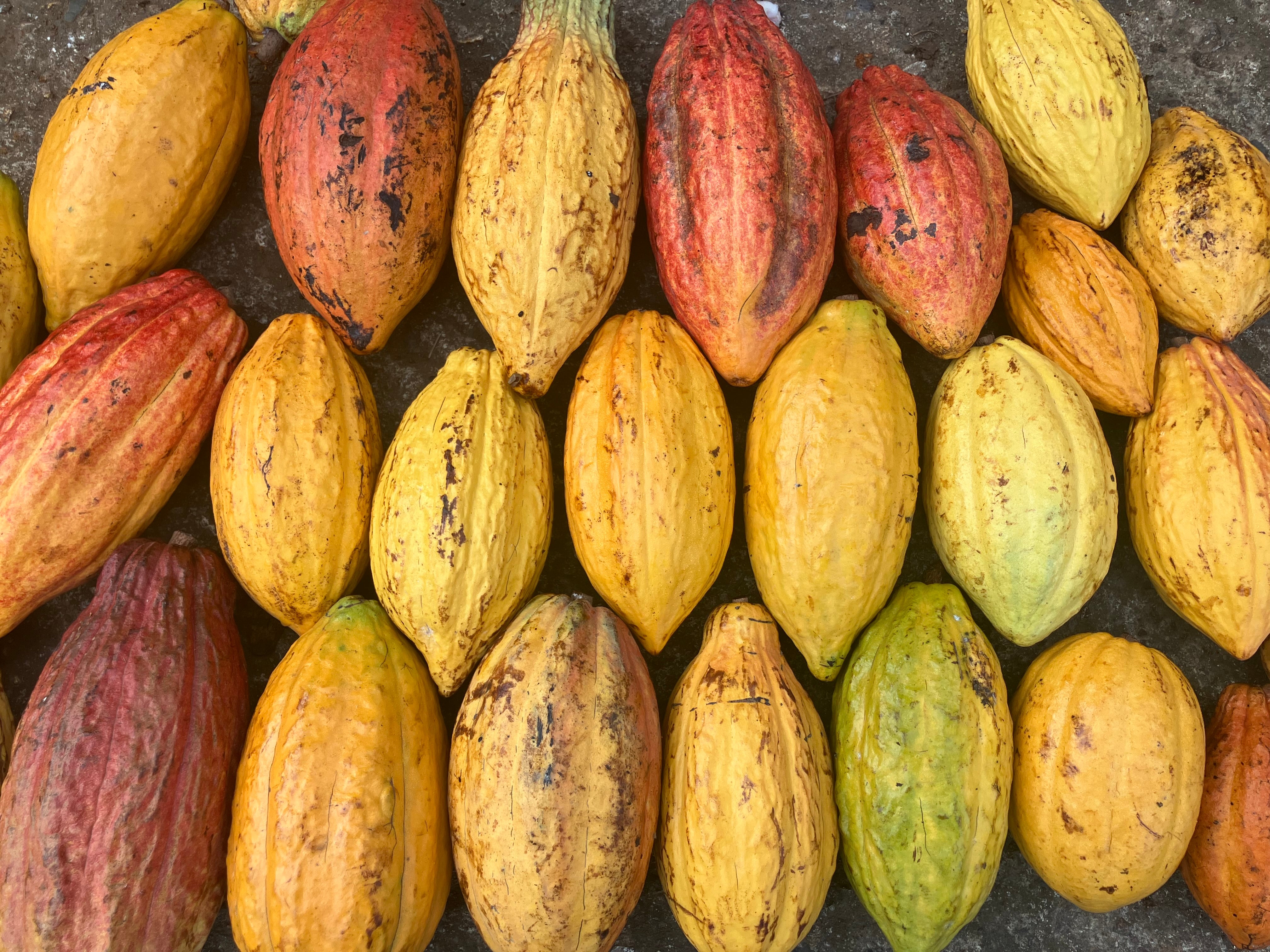 Hacienda Jeanmarie, Puerto Rico - Wholesale
