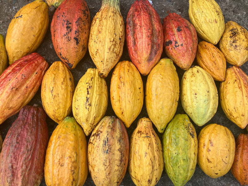 Cacao Origins