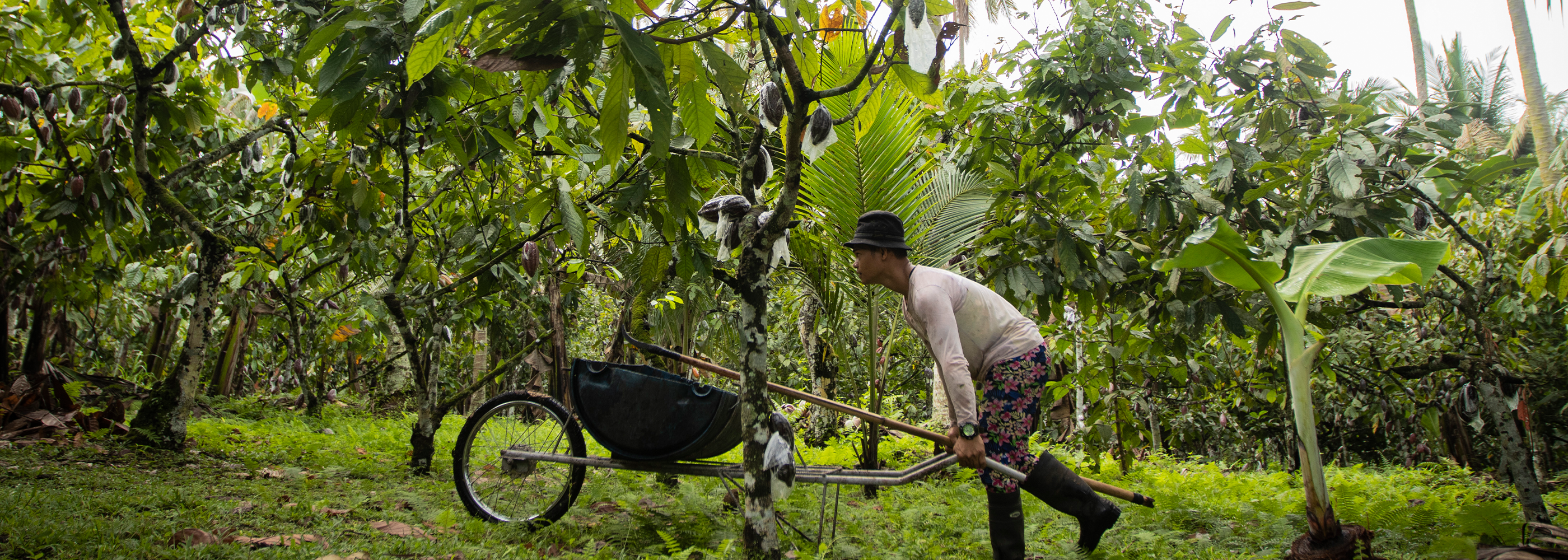 Harvesting Pods at Kablon Farm in the Philippines 
